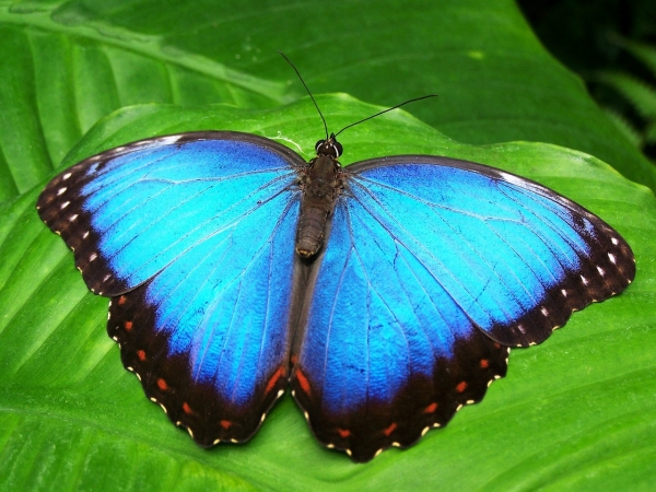 La fábula de la mariposa azul.